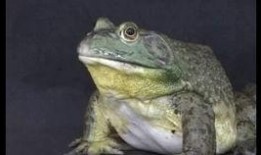 牛蛙爆料视频播放,揭秘幕后真相，带你走进事件核心